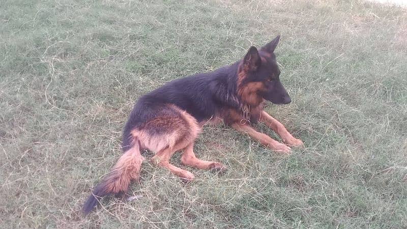 7 month German shepherd for sale 4