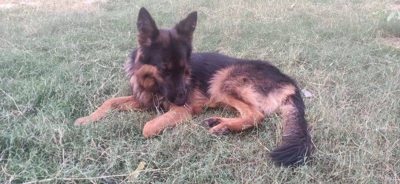 7 month German shepherd for sale 5