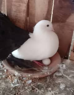 white lucky pegion or white lucky pegion for sale