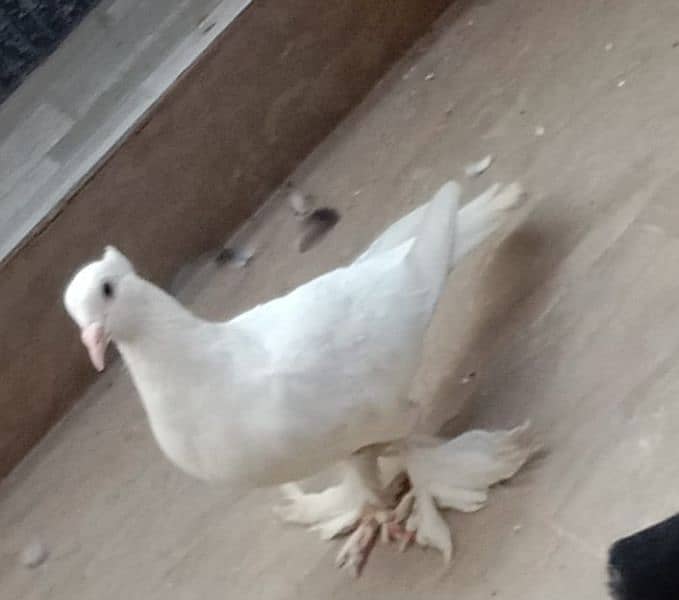 white lucky pegion or white lucky pegion for sale 1