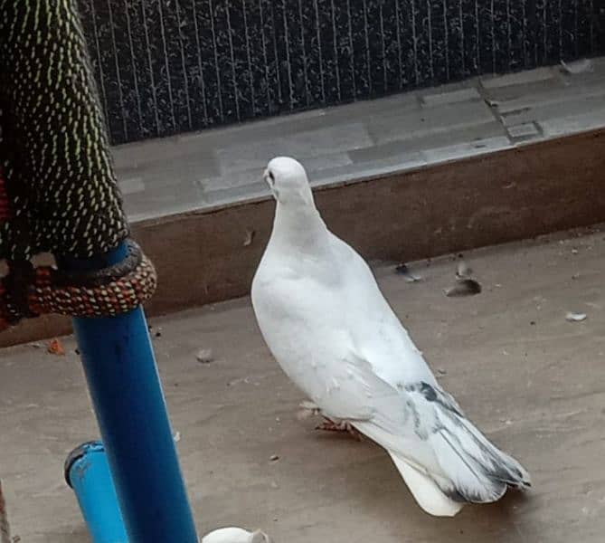 white lucky pegion or white lucky pegion for sale 2