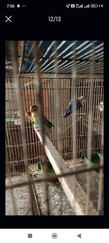 mashallah parblue splite ino pair with one chick 1