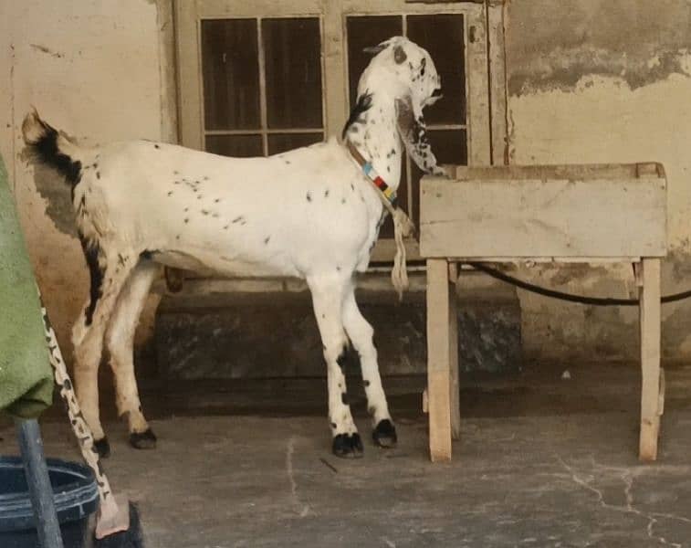 BLACK AMRATSARI BEETAL FEMALE & BLACK MAKHI CHEENI FEMALE KID FOR SALE 11