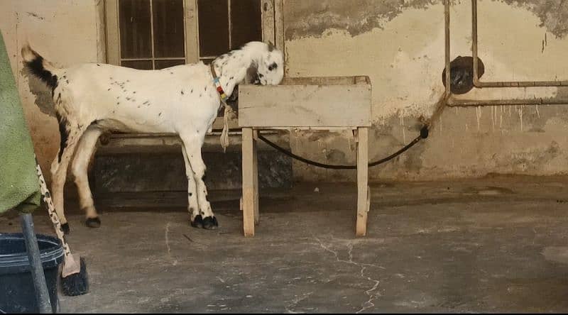 BLACK AMRATSARI BEETAL FEMALE & BLACK MAKHI CHEENI FEMALE KID FOR SALE 12