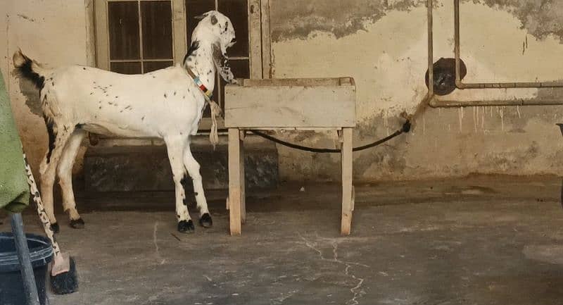 BLACK AMRATSARI BEETAL FEMALE & BLACK MAKHI CHEENI FEMALE KID FOR SALE 13