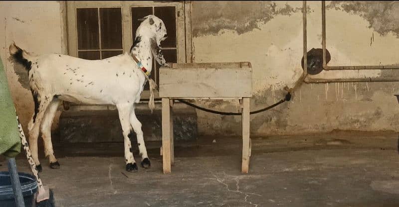 BLACK AMRATSARI BEETAL FEMALE & BLACK MAKHI CHEENI FEMALE KID FOR SALE 14