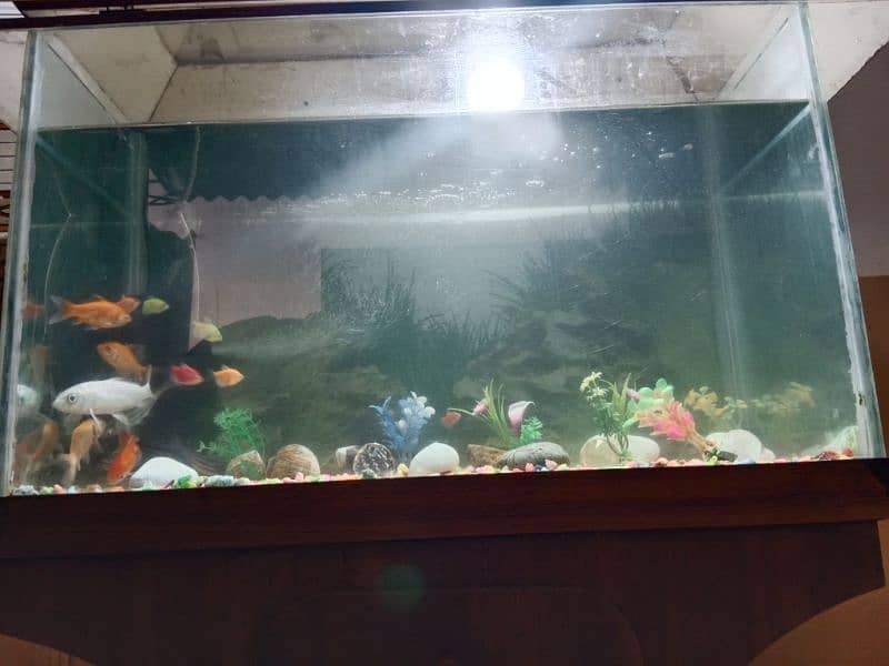 Fish Aquarium For Sale Urgent 2