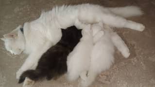 Percian cat with Kittens