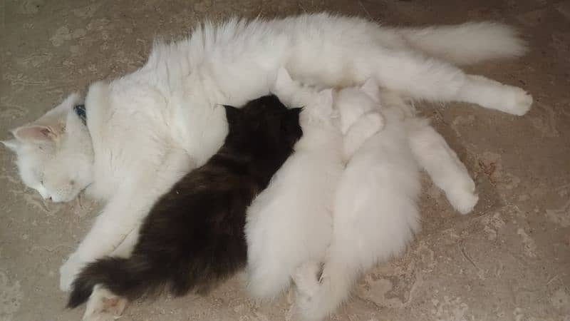 Percian cat with Kittens 0