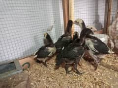 Aseel Chicks Healthy and Active For Sale