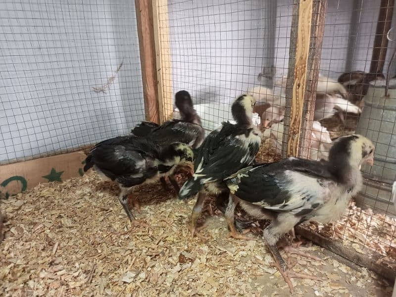 Aseel Chicks Healthy and Active For Sale 1