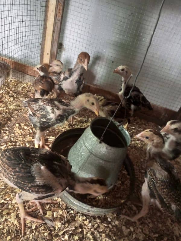 Aseel Chicks Healthy and Active For Sale 2