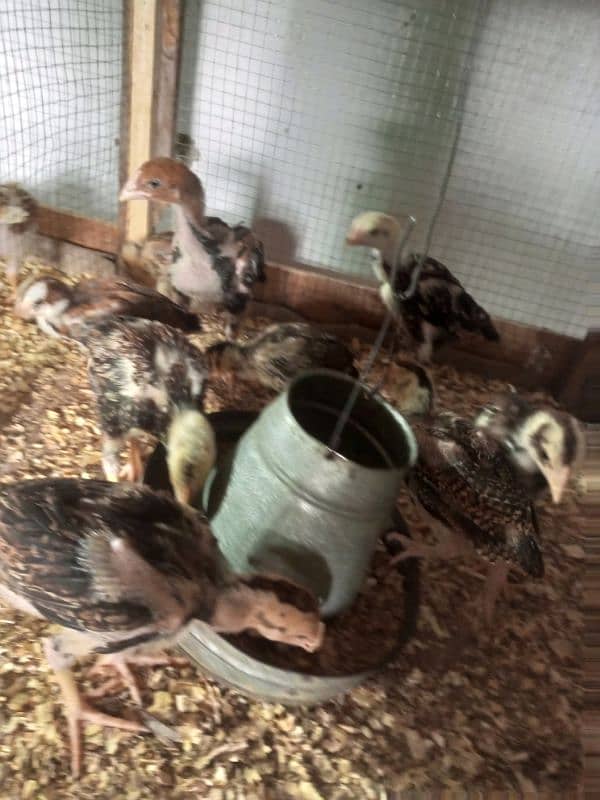 Aseel Chicks Healthy and Active For Sale 3