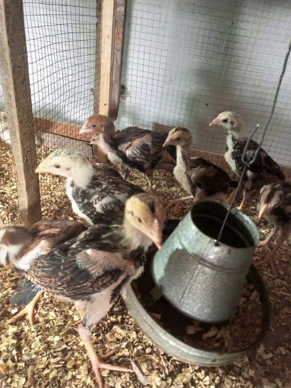 Aseel Chicks Healthy and Active For Sale 4