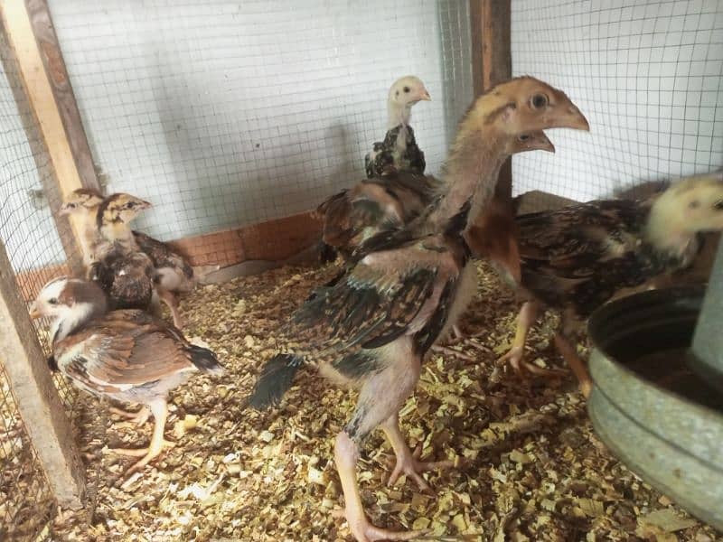 Aseel Chicks Healthy and Active For Sale 5