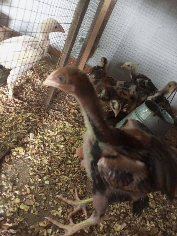 Aseel Chicks Healthy and Active For Sale 6