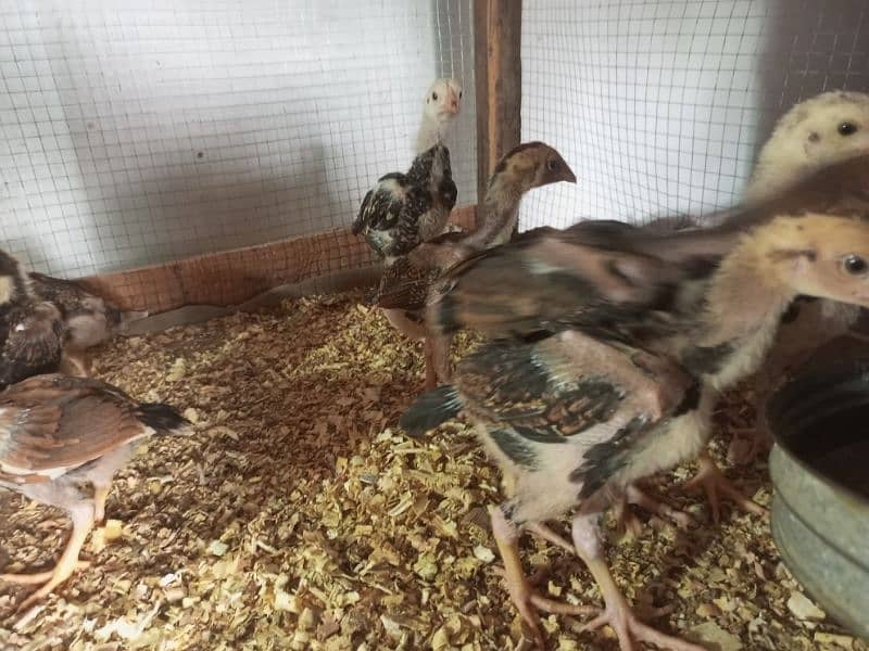 Aseel Chicks Healthy and Active For Sale 8