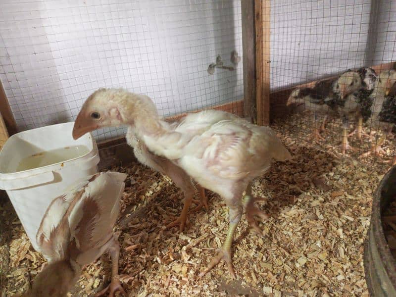 Aseel Chicks Healthy and Active For Sale 9