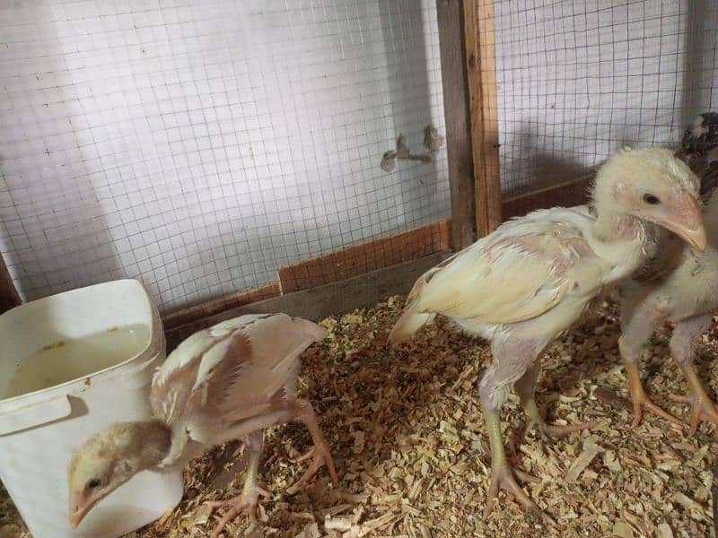 Aseel Chicks Healthy and Active For Sale 11