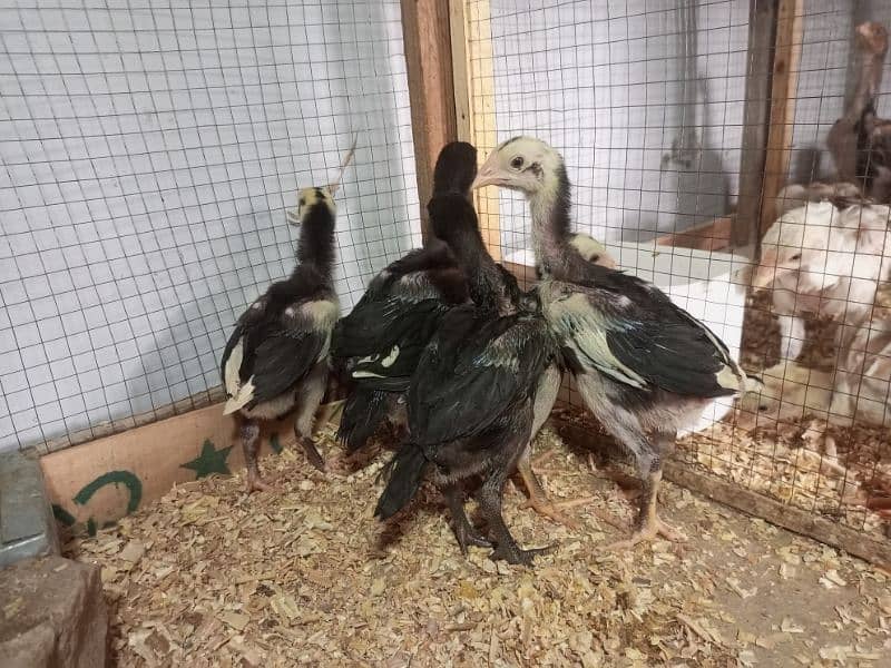 Aseel Chicks Healthy and Active For Sale 12