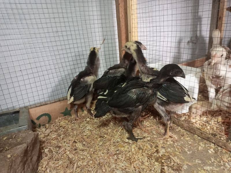 Aseel Chicks Healthy and Active For Sale 13