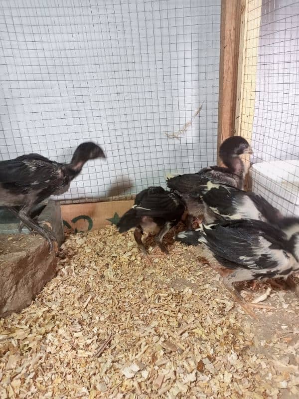 Aseel Chicks Healthy and Active For Sale 14