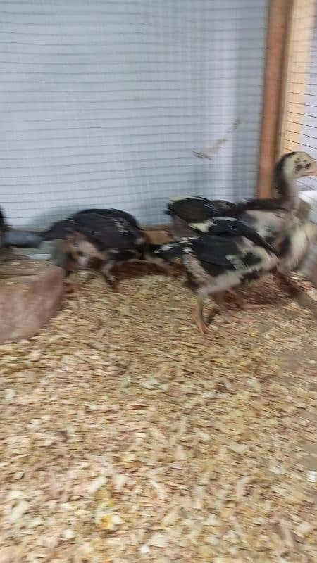 Aseel Chicks Healthy and Active For Sale 15