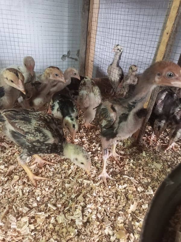 Aseel Chicks Healthy and Active For Sale 16