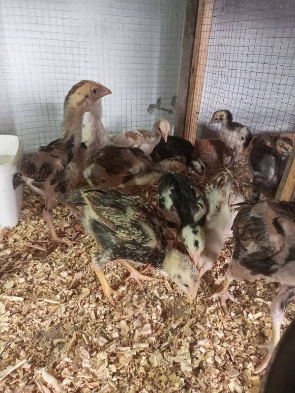 Aseel Chicks Healthy and Active For Sale 17