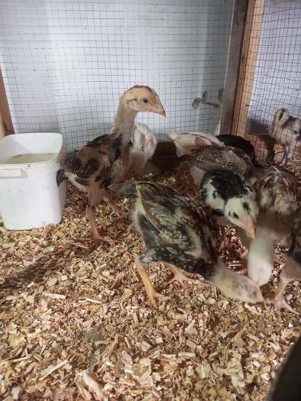 Aseel Chicks Healthy and Active For Sale 18