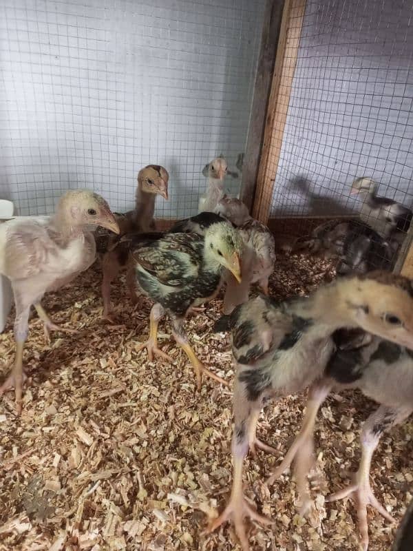 Aseel Chicks Healthy and Active For Sale 19