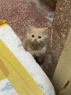 persian kittens for sale