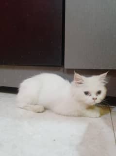 Male kitten