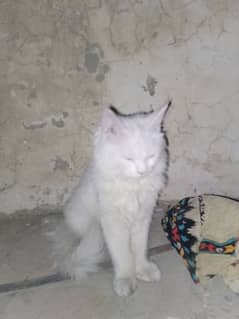 Russin cat