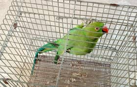 Green Ringneck Female for sale