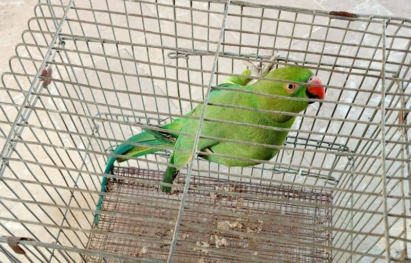 Green Ringneck Female for sale 0