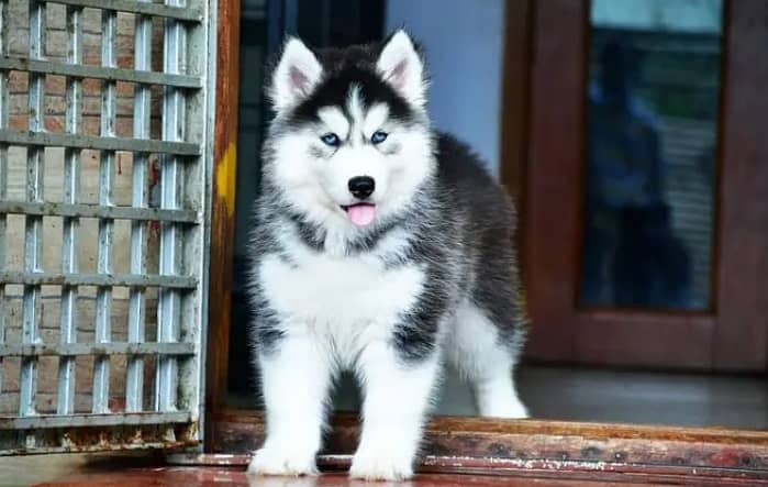 Siberian husky puppie) German shepherd 3