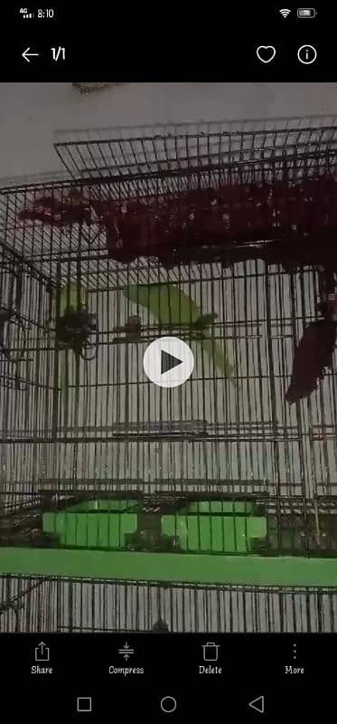 Green Parrots 2