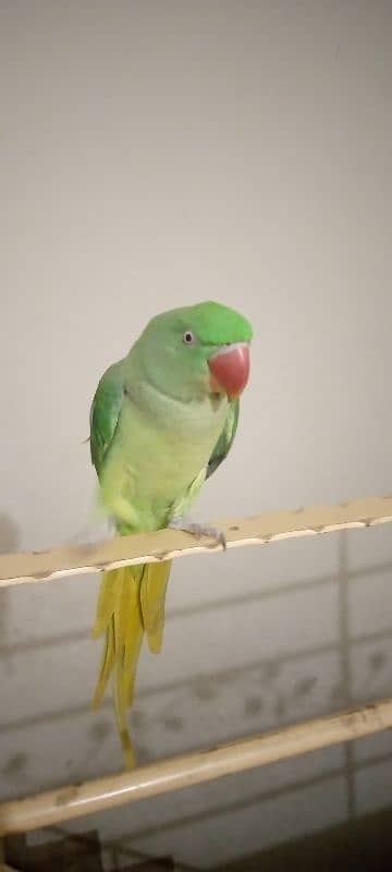 Raw parrot friendly 3