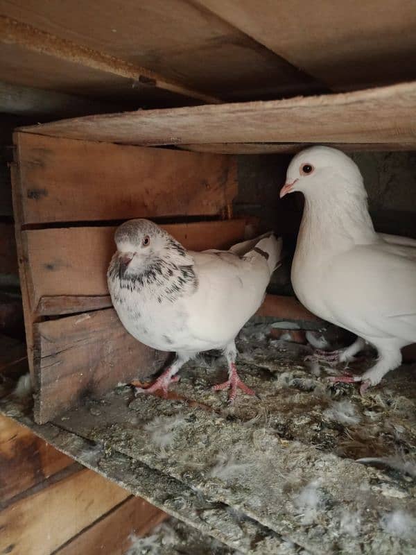 Low fly and fancy pigeon available 03204119719 8