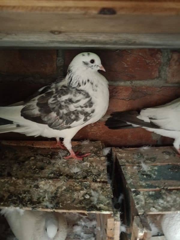 Low fly and fancy pigeon available 03204119719 9