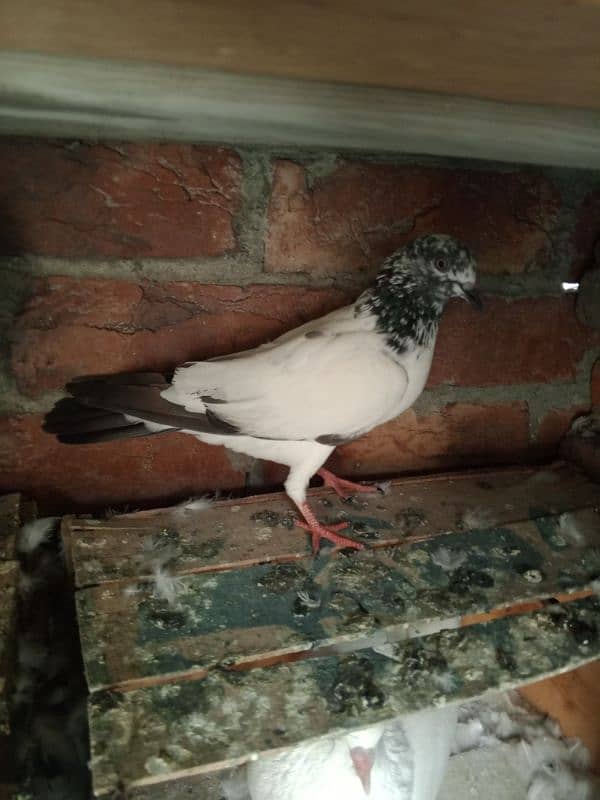 Low fly and fancy pigeon available 03204119719 10