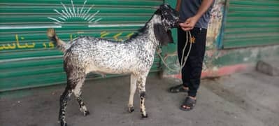 Maki Cheena Bakra