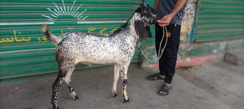 Maki Cheena Bakra 0