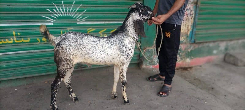 Maki Cheena Bakra 1