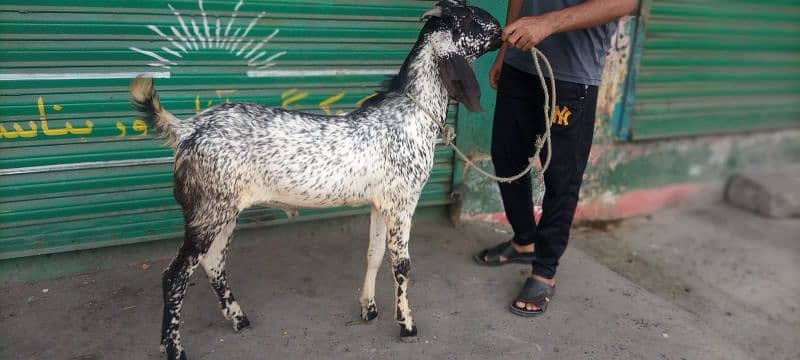 Maki Cheena Bakra 2