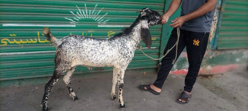 Maki Cheena Bakra 3