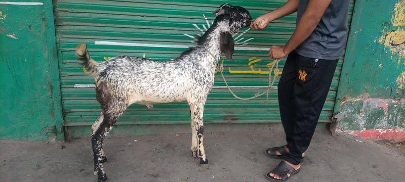 Maki Cheena Bakra 4