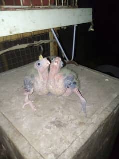 cocktail parret chick hand feed Wala 1 piece 1300 0