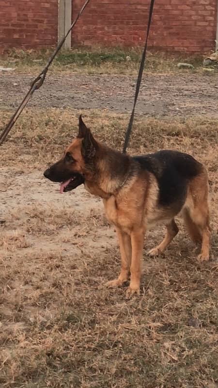 King Size German Shepherd Confirm Breeder Female 1